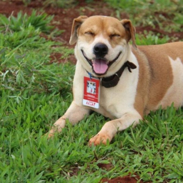 Rede Atacadista celebra o Dia Mundial do Cachorro com ações solidárias em prol do bem-estar animal