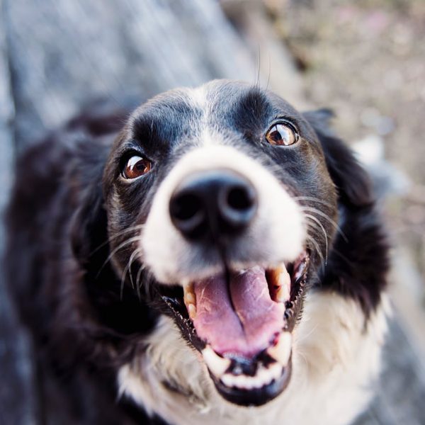 Pesquisa aponta que 94% dos brasileiros têm ou já tiveram pets em casa