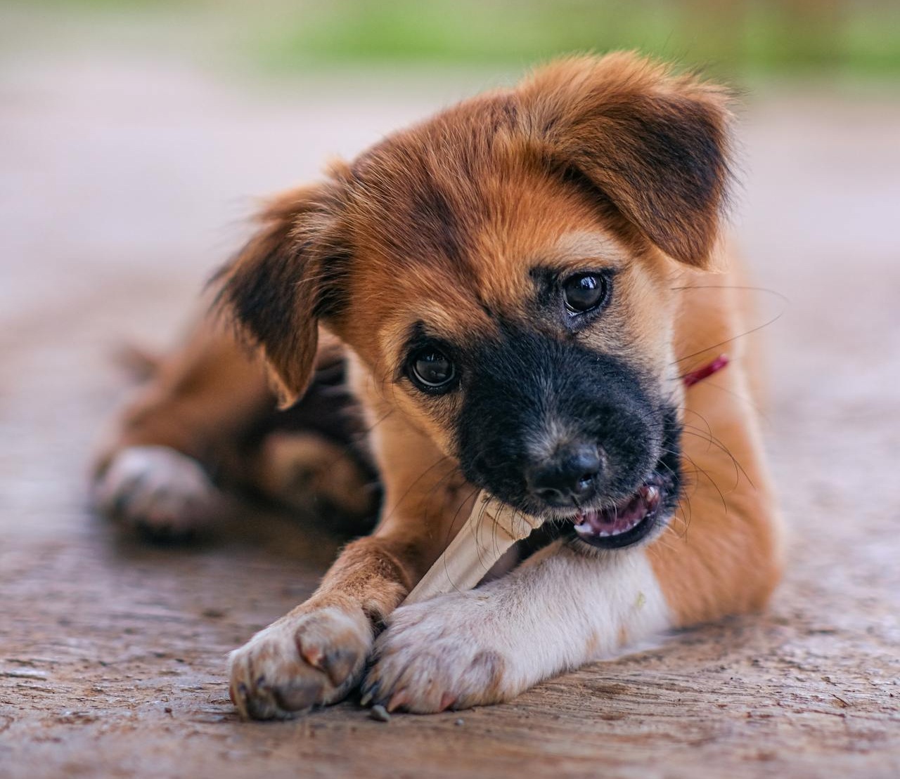 Mercado pet movimenta R$ 75,4 bilhões em 2024 e segue em expansão no Brasil