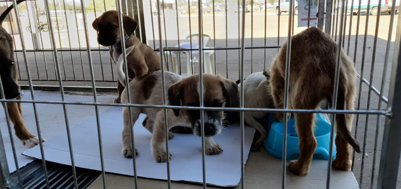 Arrecadação de doações e feiras de adoção responsável mobilizam apoio a ONGs de proteção animal em Campo Grande e Dourados